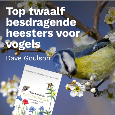Top twaalf besdragende heesters voor vogels