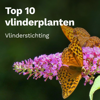 Top 10 vlinderplanten