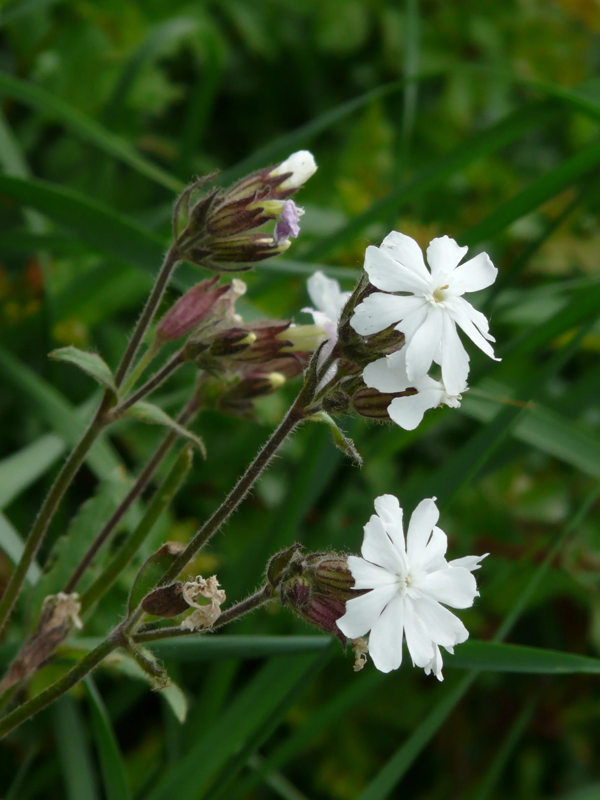 Avondkoekoeksbloem