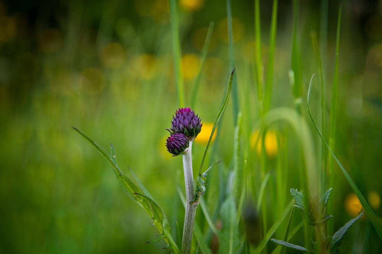 Vederdistel